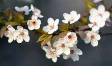 形容春暖花开心情好的句子 春暖花开心情语录