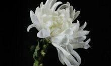 哀悼词一路走好母亲