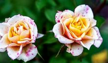 关于敞开心扉的句子 敞开心扉打开心结句子