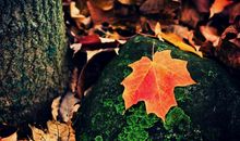 关于人要开心的句子说说心情 开导心情不好暖心的话