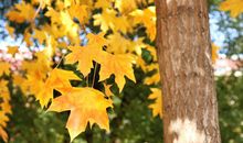 愿你开心的句子 愿你开心的唯美句子