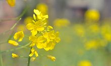 写人笑的开心的句子 表示笑得很开心的句子