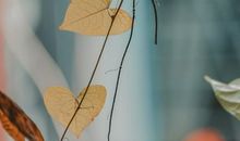 爱你一生不后悔的句子图片