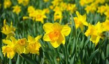 关于开心的作文句子大全集 开心作文结尾