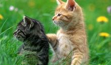 体现兄妹间美好亲情的句子 兄妹之间的唯美短句