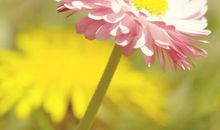 今天有你很开心的句子 有你陪伴很很开心的句子