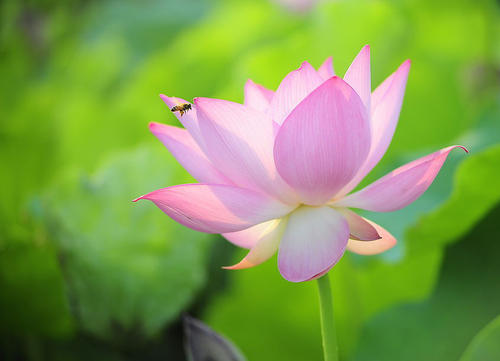 以莲花为隐喻的诗歌