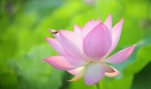 用荷花比喻人品的诗句