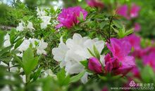 描写杜鹃花的古诗