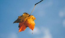 秋天的唯美句子 描写秋天景色优美句子