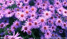 表达阳光开心的句子说说心情短语 阳光快乐的短句子