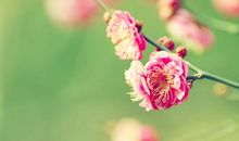 形容一个人开心的句子 表现开心心情的句子