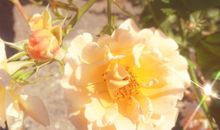 适合发朋友圈的沙雕文案搞笑句子