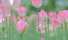 抖音很火的生日短句