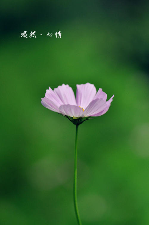 诗意淡然