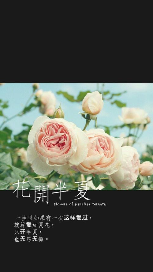 护肤行情