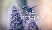 11月你好的句子