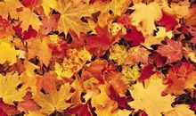 秋天的落叶像什么