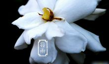 谷雨的唯美朋友圈诗句说说