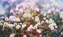 生活的开心的句子 今天心情美美的句子