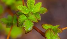 适合发朋友圈的春天的句子