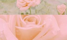 高情商生日祝福语简短