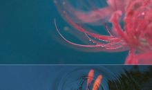 适合各种情绪的说说短句子