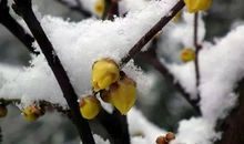 关于冬天发的说说