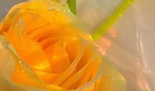 温柔到爆的神仙文案