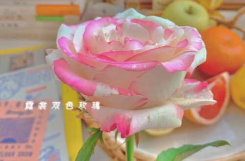 高品质的文案句子
