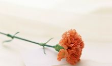 描写秋天优美的短句