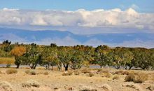 抖音上很火超无奈的句子