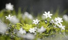 抖音网红甜句子