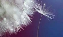 描写花的唯美句子