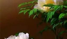 做人要懂得感恩的说说