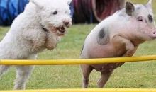 含沙射影的骂人句子