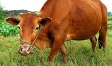 2021牛年新年贺词