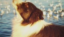 表白被拒绝的伤感句子