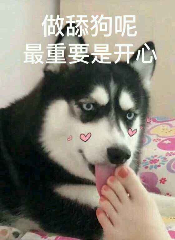 我不想舔狗，反对文案
