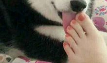 我不想在做舔狗了 反击文案