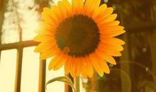 优美，意境的句子