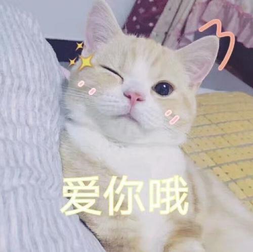 爱娇