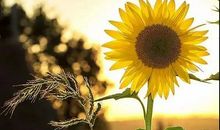 心痛压抑的句子