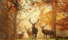 开心的过周末句子迷