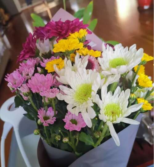 小雏菊花语言