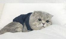 描写猫咪的唯美句子