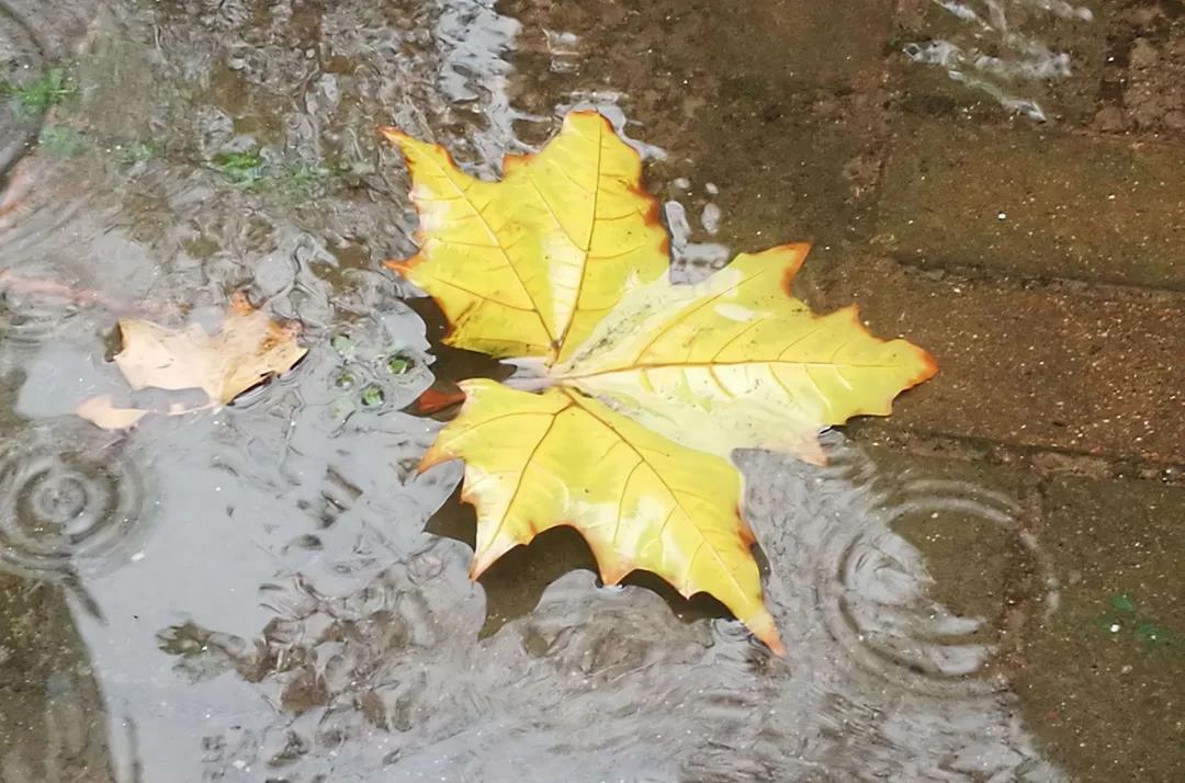 一句秋雨和感冒2