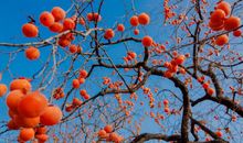 让人打开心扉的句子