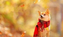 表达自己开心的句子