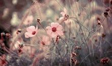 心静自然凉句子